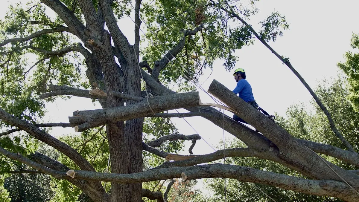 Professional Crown Thinning performed by certified arborists in Gibson